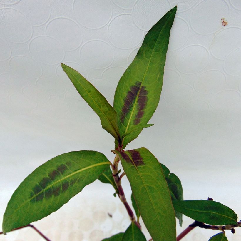 Hortelã-vietnamita - Polygonum odoratum (Folhagem)