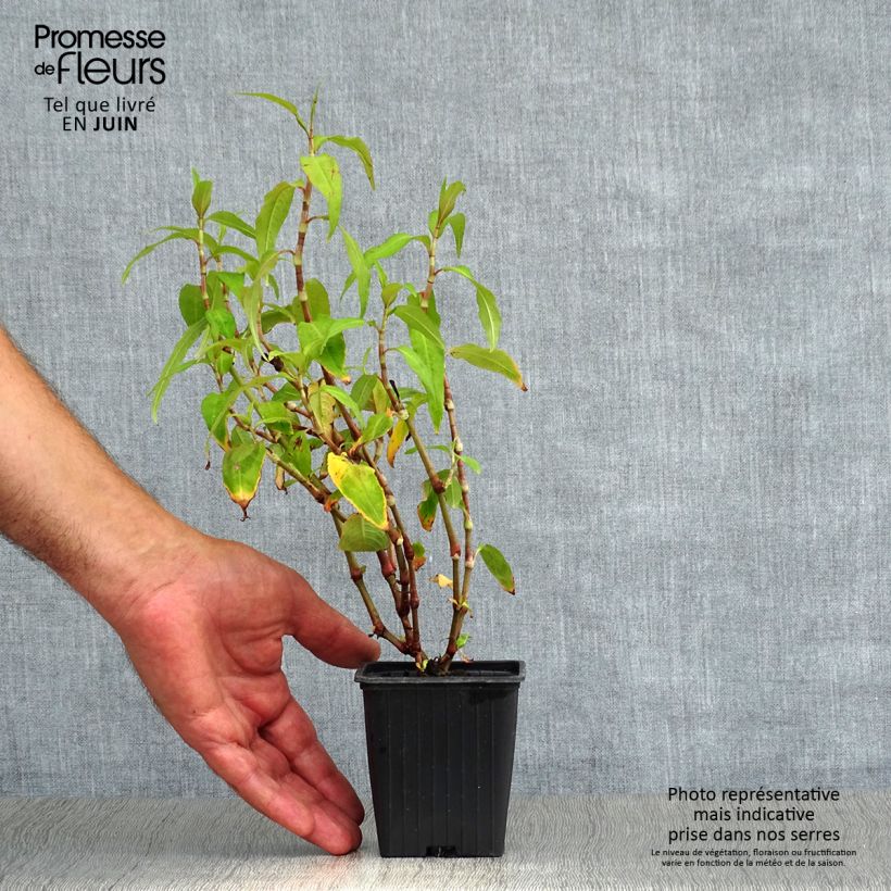 Amostra de Hortelã-vietnamita - Polygonum odoratum Vaso de 8/9 cm tal como entregue no verão