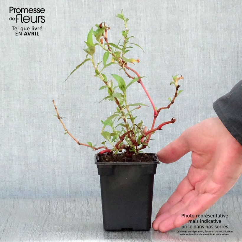 Amostra de Hortelã-vietnamita - Polygonum odoratum Vaso de 8/9 cm tal como entregue na primavera