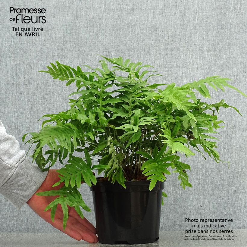 Amostra de Polypodium cambricum Whitley Giant Vaso de 2 L/3 L tal como entregue na primavera
