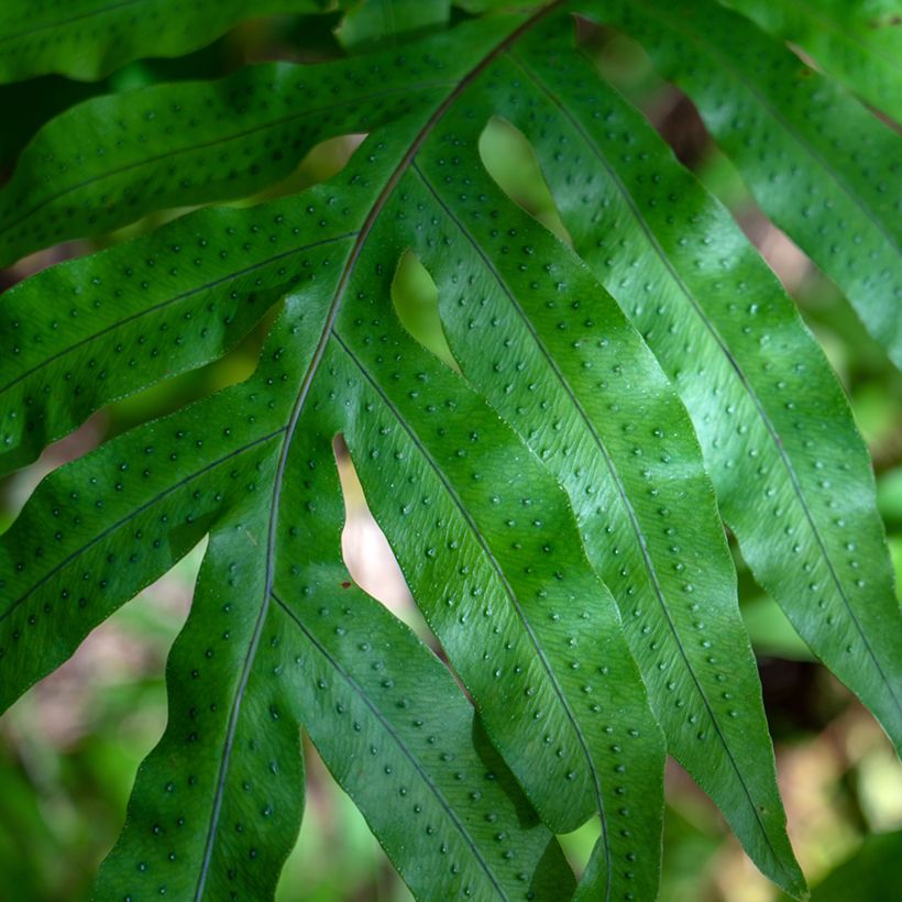 Phlebodium (Polypodium) pseudoaureum (Folhagem)