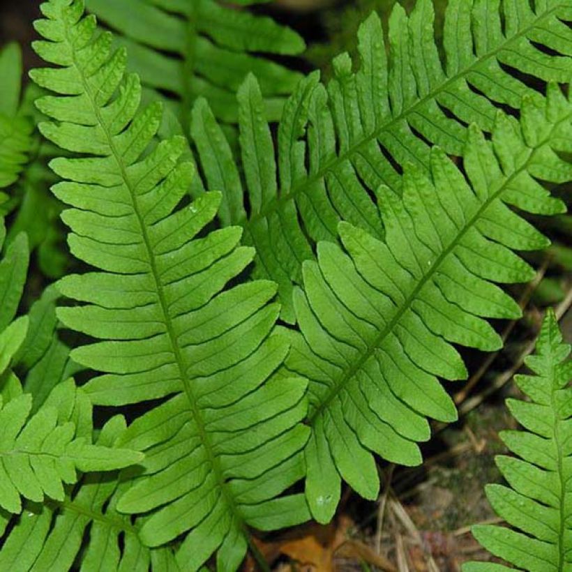 Polypodium vulgare (Folhagem)