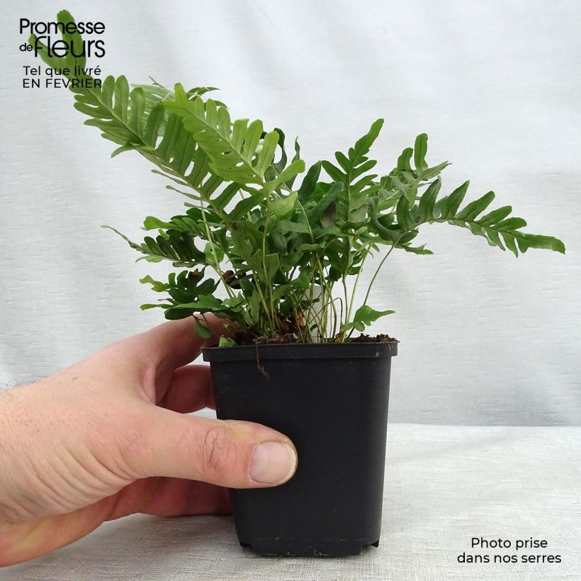 Amostra de Polypodium vulgare Bifido Multifidum Vaso de 8/9 cm tal como entregue no inverno