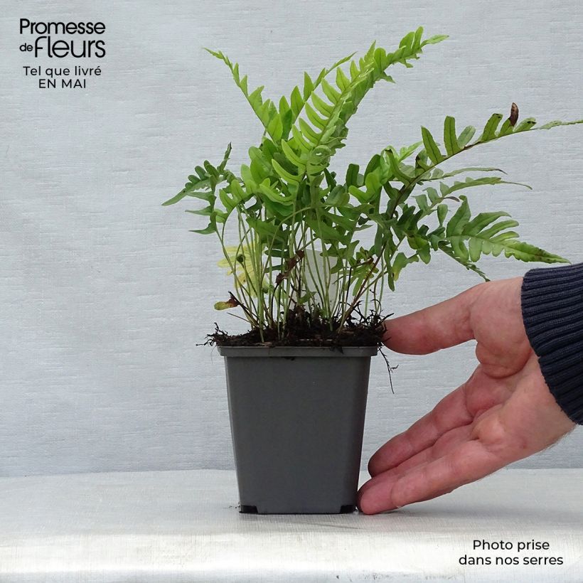 Amostra de Polypodium vulgare Vaso de 8/9 cm tal como entregue na primavera