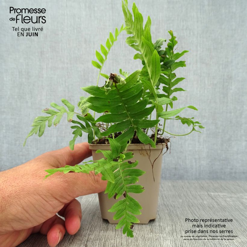 Amostra de Polypodium vulgare Vaso de 8/9 cm tal como entregue no verão