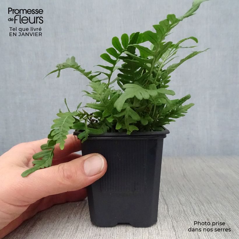 Amostra de Polypodium vulgare Vaso de 8/9 cm tal como entregue no inverno