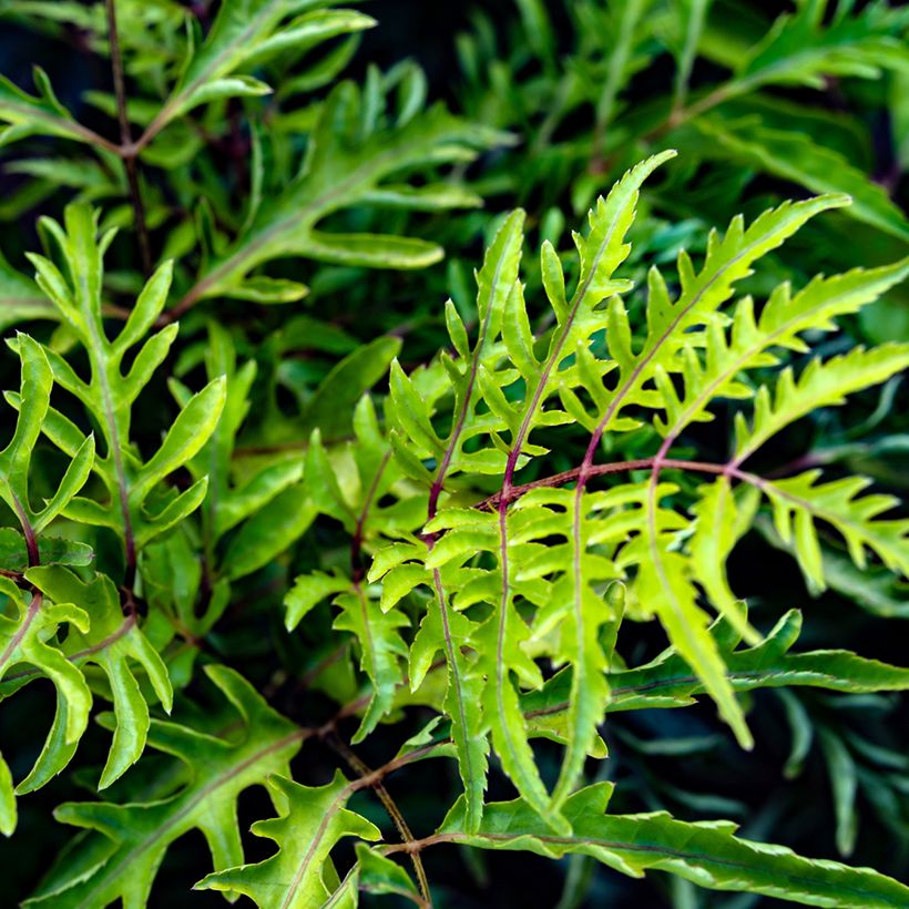 Polyscias filicifolia - Falsa-arália de folhas de feto (Folhagem)