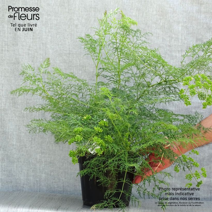 Amostra de Polyscias sambucifolia Vaso de 4 L/5 L tal como entregue no verão