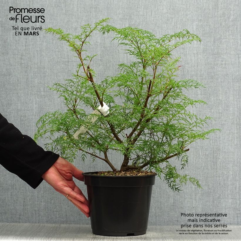 Amostra de Polyscias sambucifolia Vaso de 4 L/5 L tal como entregue na primavera