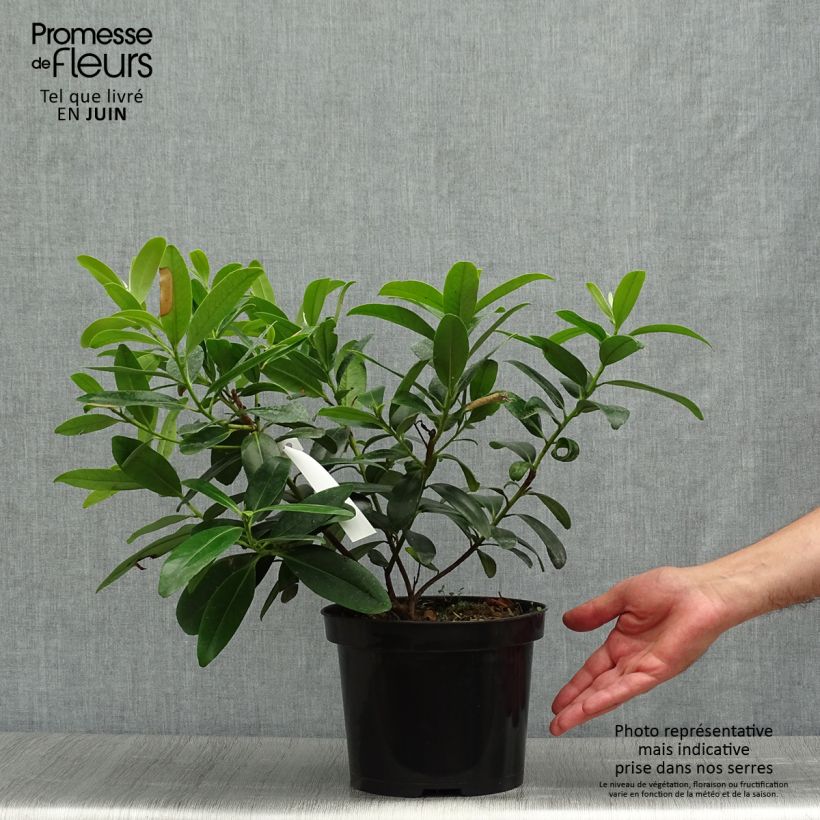Amostra de Polyspora axillaris Vaso de 3 L/4 L tal como entregue no verão
