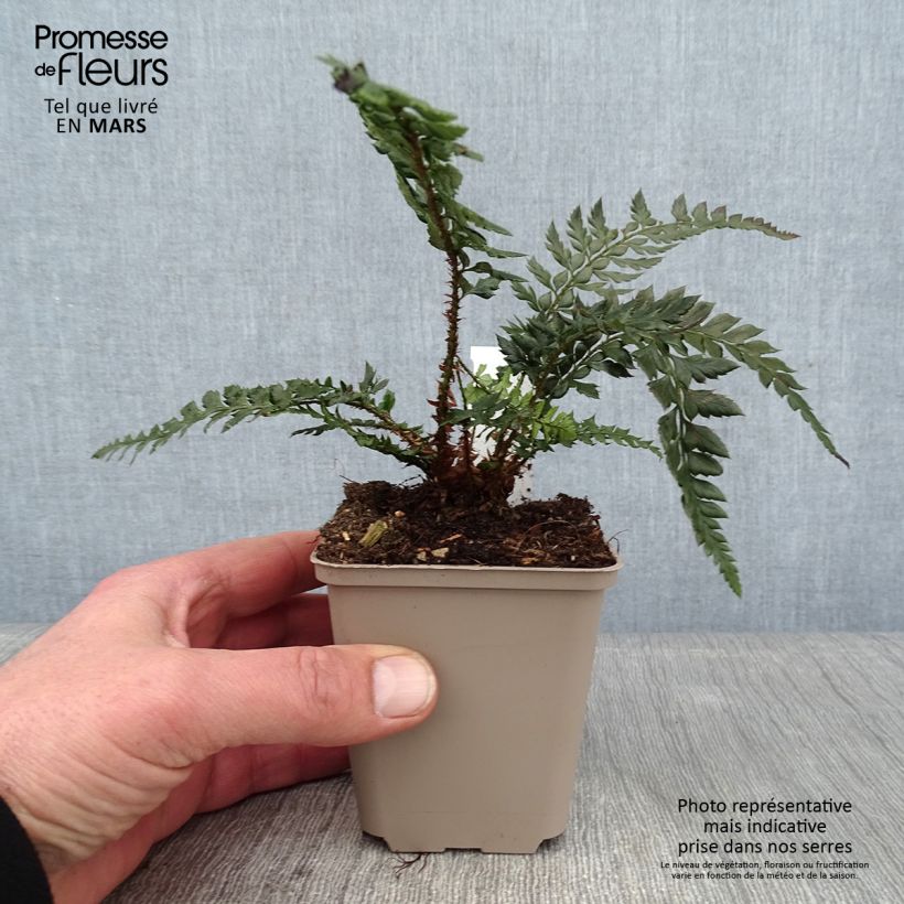 Amostra de Polystichum Shiny Holy Fern Vaso de 8/9 cm tal como entregue no inverno