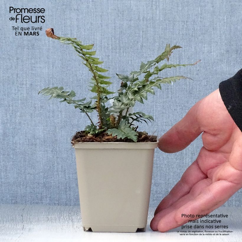 Amostra de Polystichum Shiny Holy Fern Vaso de 8/9 cm tal como entregue na primavera
