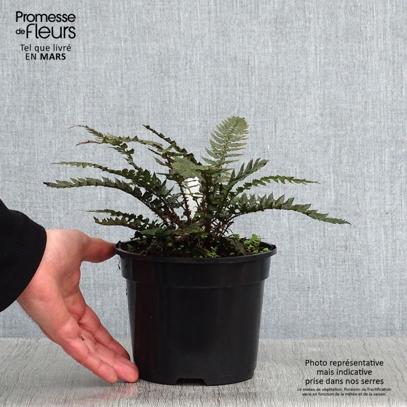 Amostra de Polystichum Shiny Holy Fern Vaso de 2 L/3 L tal como entregue no inverno