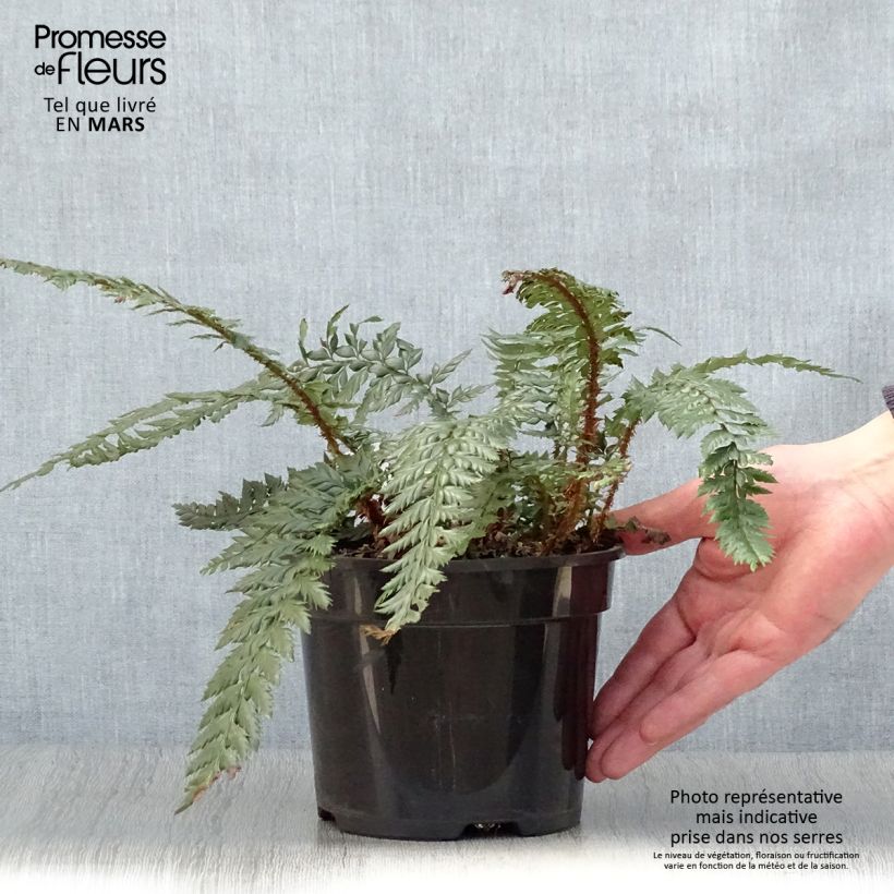 Amostra de Polystichum Shiny Holy Fern Vaso de 2 L/3 L tal como entregue na primavera