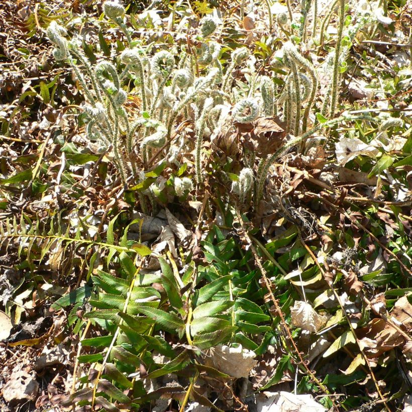 Polystichum acrostichoides (Hábito)