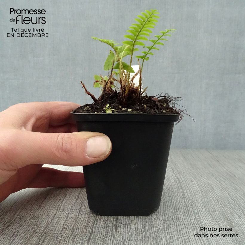 Amostra de Polystichum acrostichoides Vaso de 8/9 cm tal como entregue no inverno