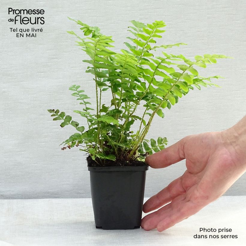 Amostra de Polystichum acrostichoides Vaso de 8/9 cm tal como entregue na primavera