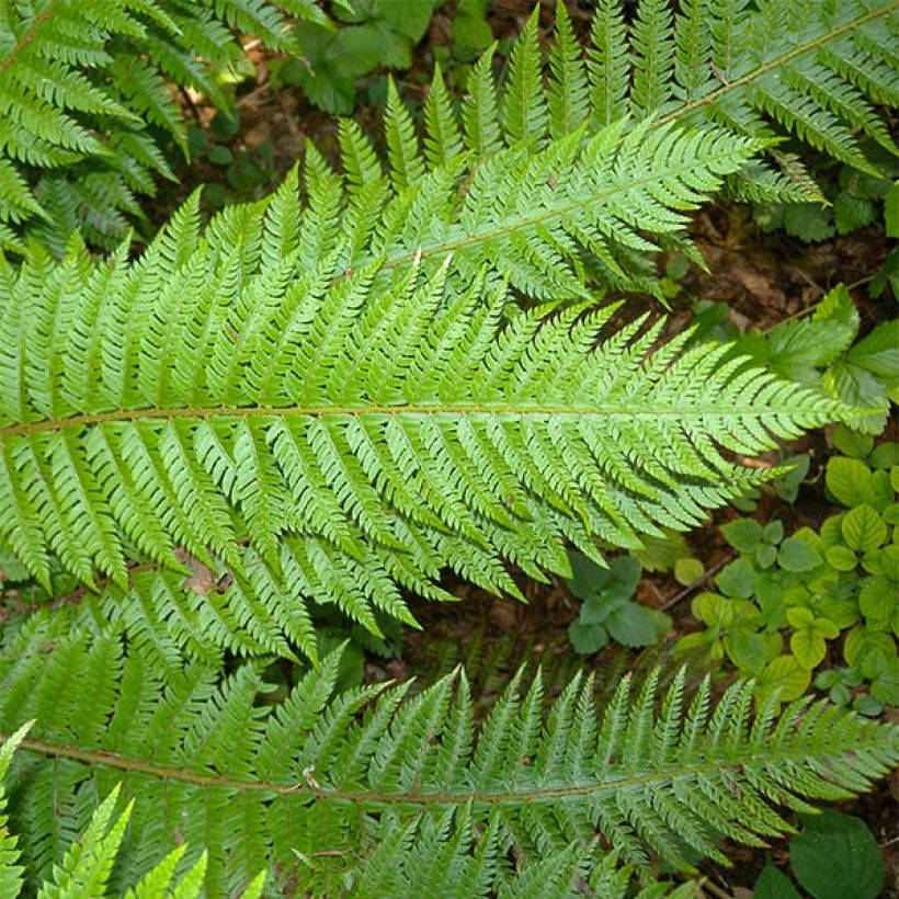 Polystichum aculeatum (Folhagem)