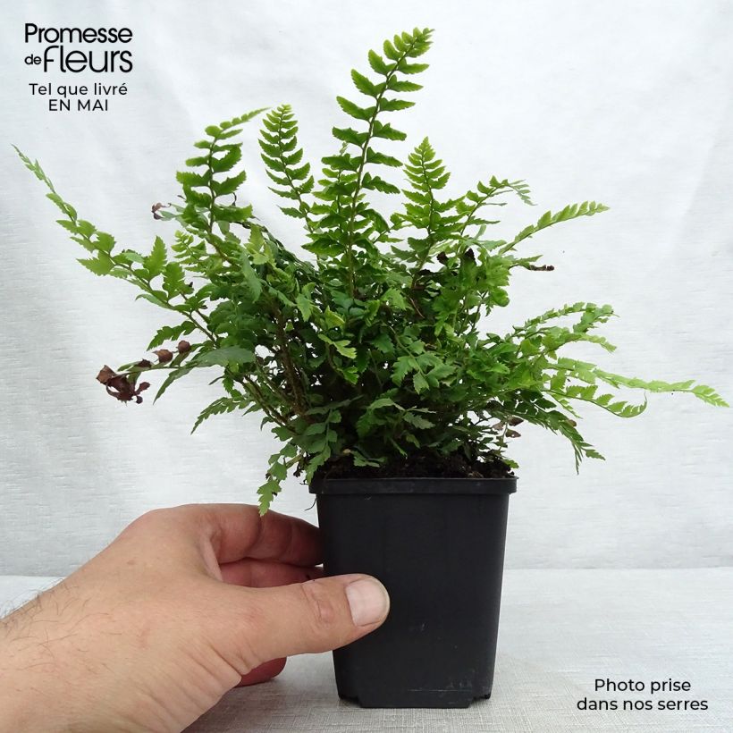 Amostra de Polystichum aculeatum Vaso de 8/9 cm tal como entregue na primavera