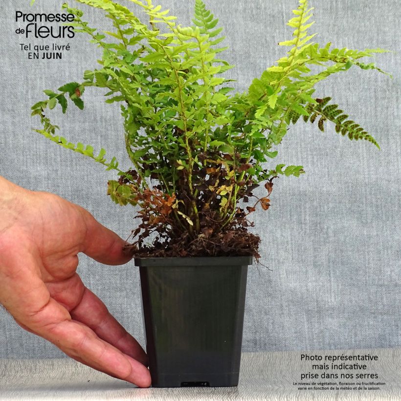 Amostra de Polystichum aculeatum Vaso de 8/9 cm tal como entregue no verão