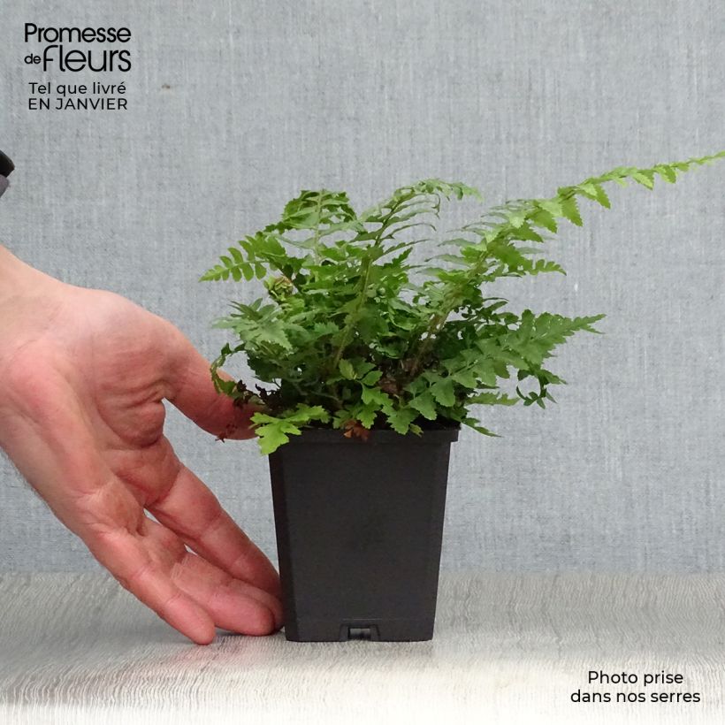 Amostra de Polystichum aculeatum - Fougère Vaso de 8/9 cm tal como entregue no inverno