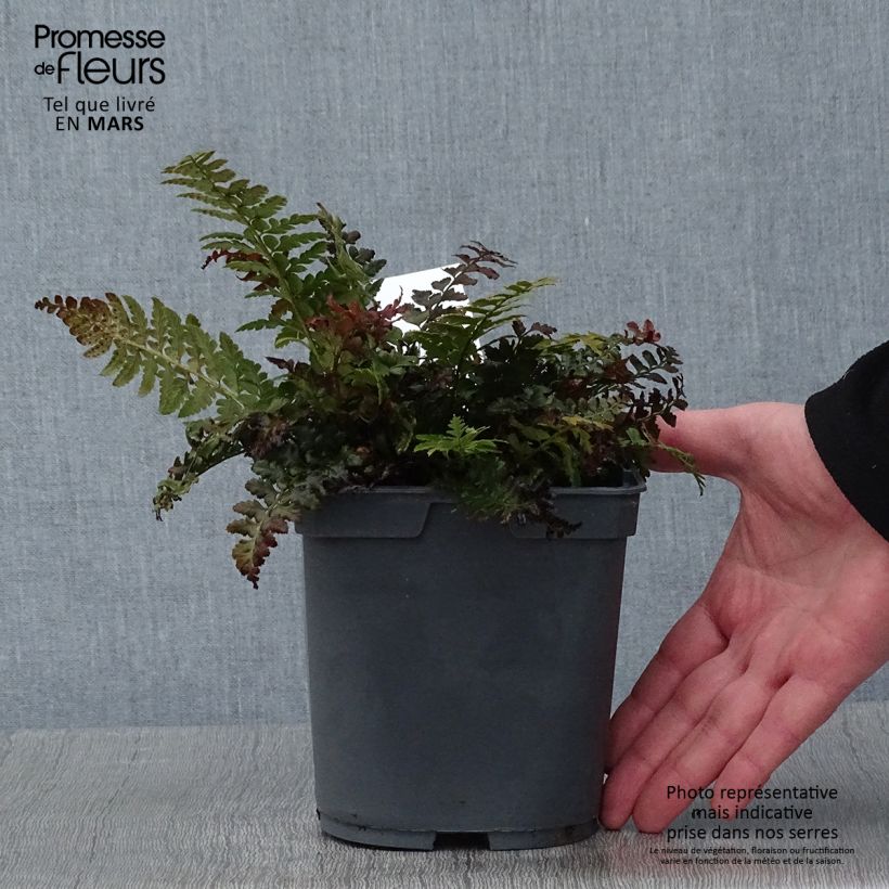 Amostra de Polystichum aculeatum - Fougère Vaso de 2 L/3 L tal como entregue no inverno