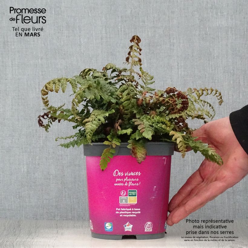 Amostra de Polystichum aculeatum Vaso de 2 L/3 L tal como entregue na primavera