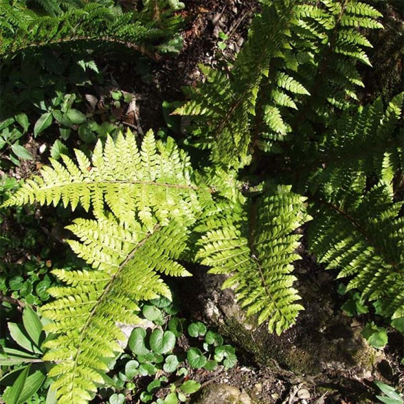 Polystichum braunii (Folhagem)