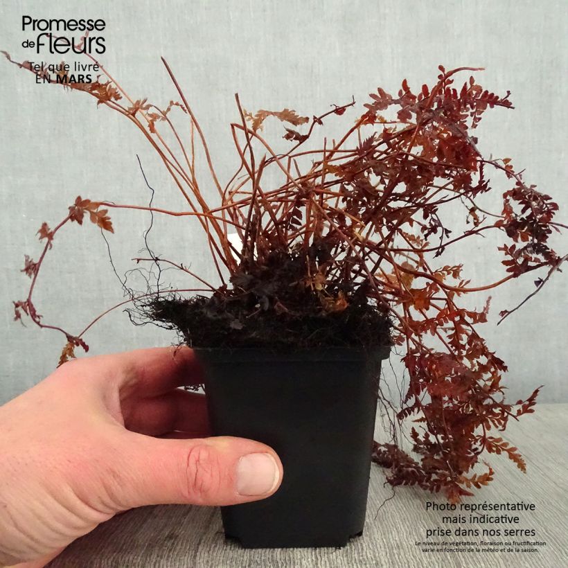 Amostra de Polystichum braunii - Fougère Vaso de 8/9 cm tal como entregue no inverno