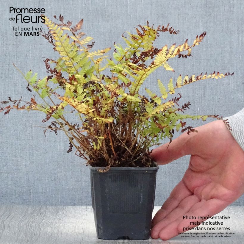 Amostra de Polystichum braunii Vaso de 8/9 cm tal como entregue na primavera