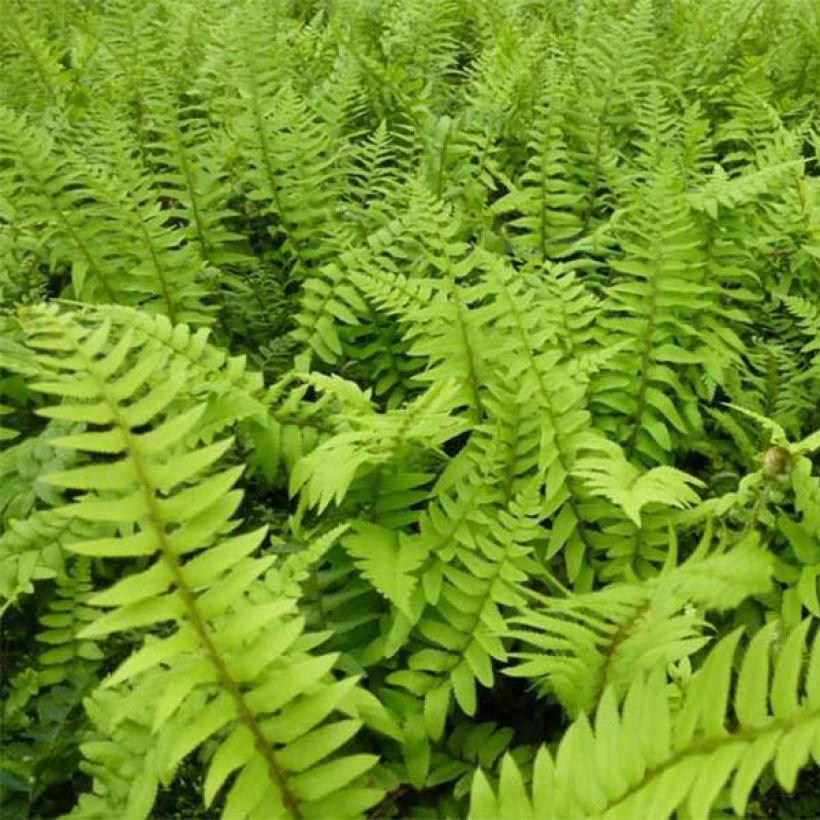Polystichum munitum (Folhagem)