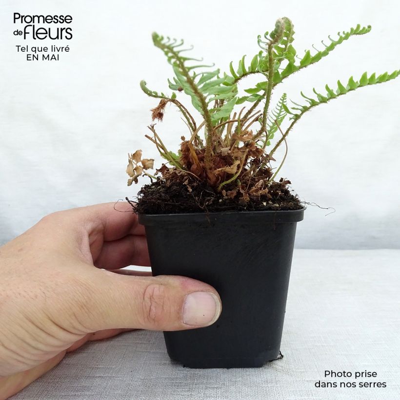 Amostra de Polystichum munitum Vaso de 8/9 cm tal como entregue na primavera