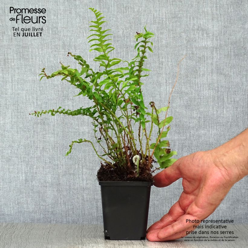 Amostra de Polystichum munitum Vaso de 8/9 cm tal como entregue no verão