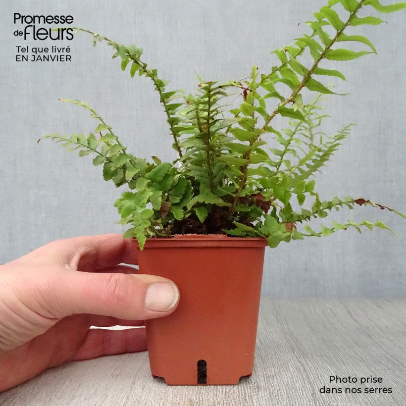 Amostra de Polystichum munitum Vaso de 8/9 cm tal como entregue no inverno