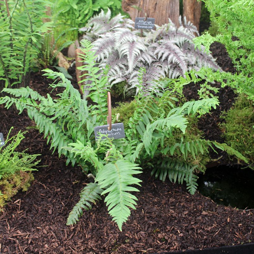 Polystichum munitum (Hábito)