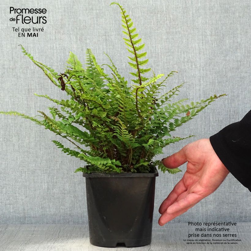 Amostra de Polystichum neolobatum Vaso de 2 L/3 L tal como entregue na primavera