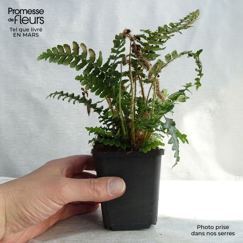 Amostra de Polystichum polyblepharum Vaso de 8/9 cm tal como entregue no inverno