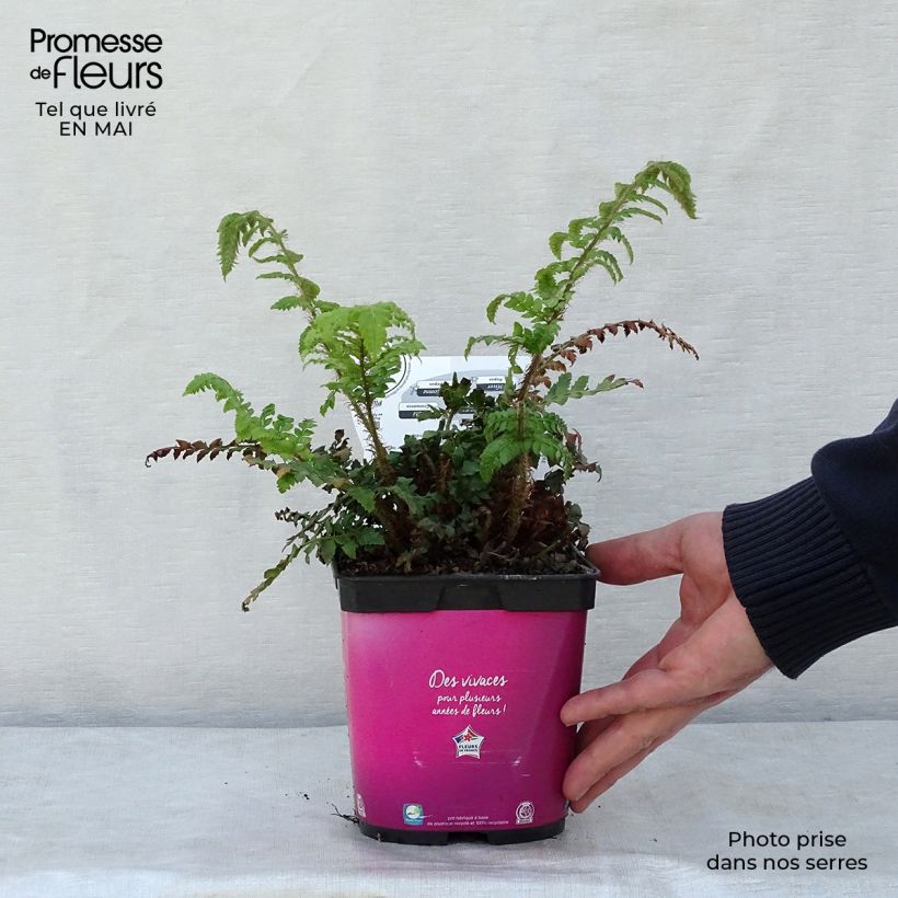 Amostra de Polystichum polyblepharum Vaso de 2 L/3 L tal como entregue na primavera