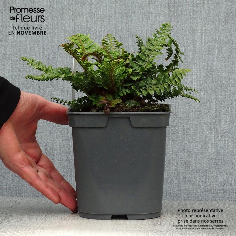 Amostra de Polystichum polyblepharum Vaso de 2 L/3 L tal como entregue no outono