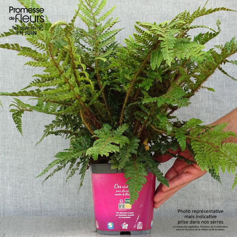 Amostra de Polystichum polyblepharum Vaso de 2 L/3 L tal como entregue no verão