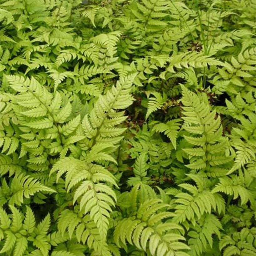 Polystichum rigens (Folhagem)