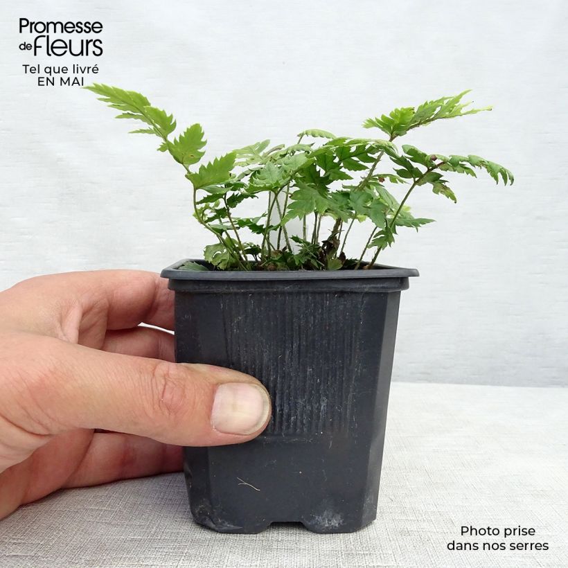 Amostra de Polystichum rigens Vaso de 8/9 cm tal como entregue na primavera