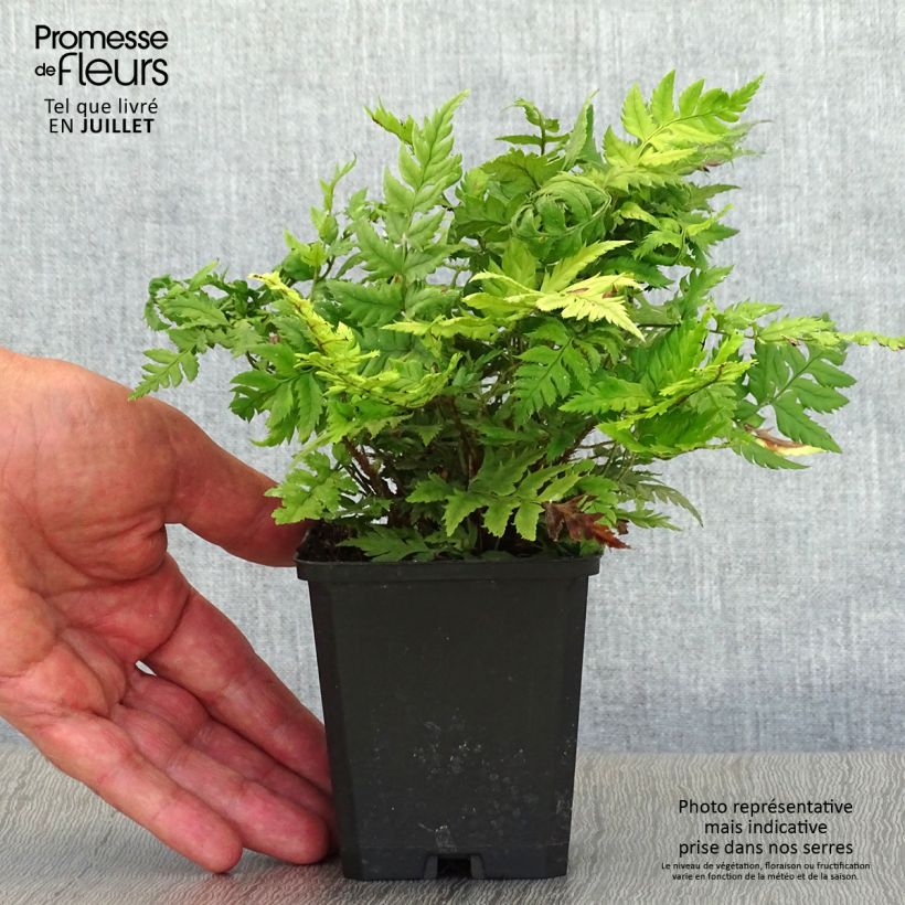 Amostra de Polystichum rigens Vaso de 8/9 cm tal como entregue no verão