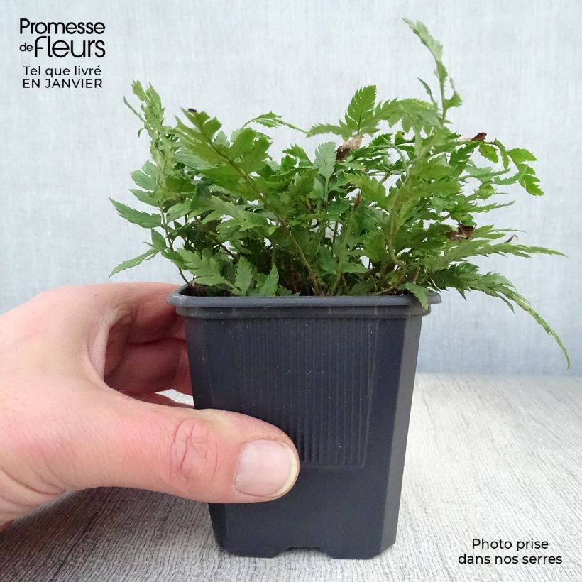 Amostra de Polystichum rigens - Fougère Vaso de 8/9 cm tal como entregue no inverno
