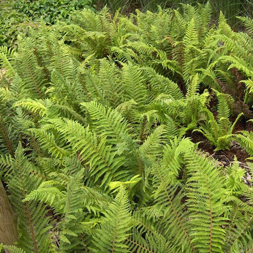 Polystichum setiferum (Folhagem)