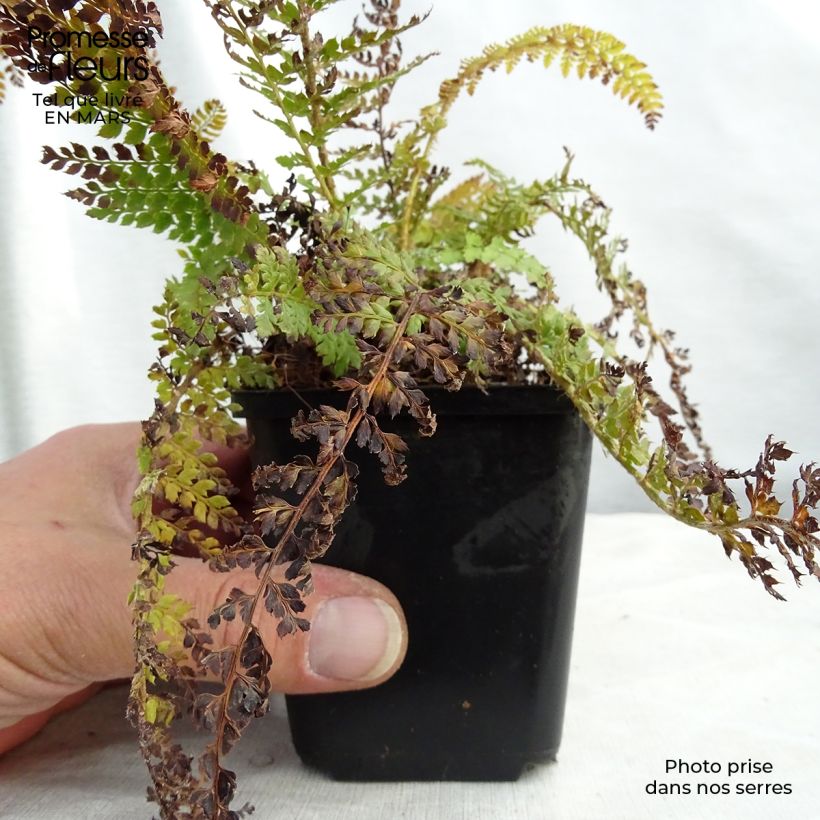 Amostra de Polystichum setiferum Densum Vaso de 8/9 cm tal como entregue na primavera