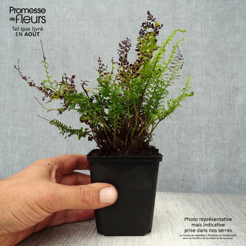 Amostra de Polystichum setiferum Herrenhausen Vaso de 8/9 cm tal como entregue no verão