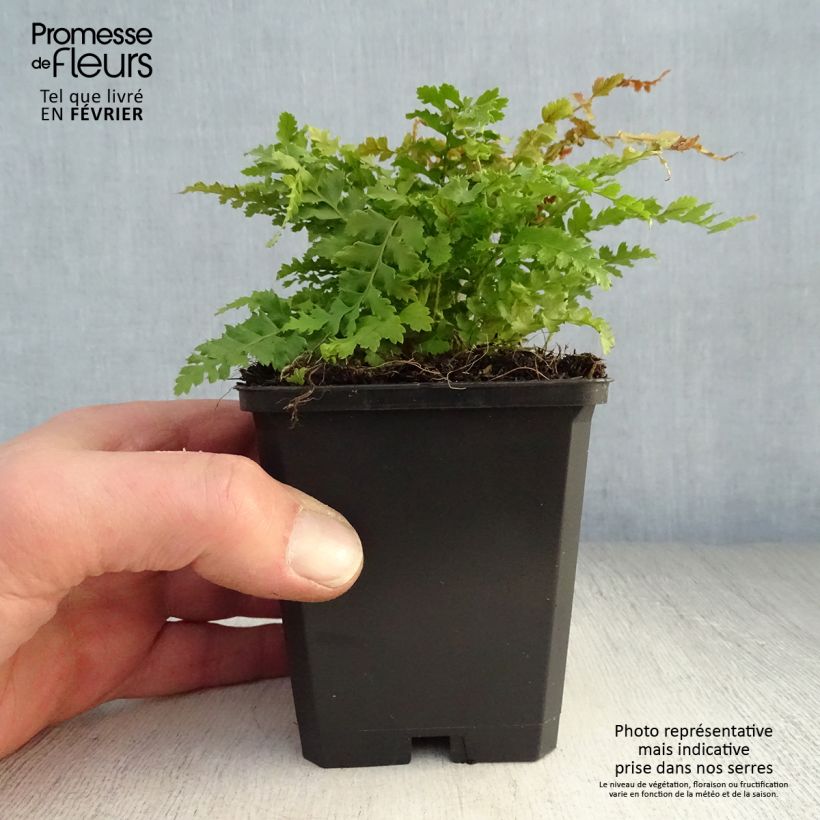 Amostra de Polystichum setiferum Herrenhausen Vaso de 8/9 cm tal como entregue no inverno