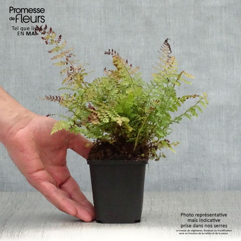 Amostra de Polystichum setiferum Herrenhausen Vaso de 8/9 cm tal como entregue na primavera