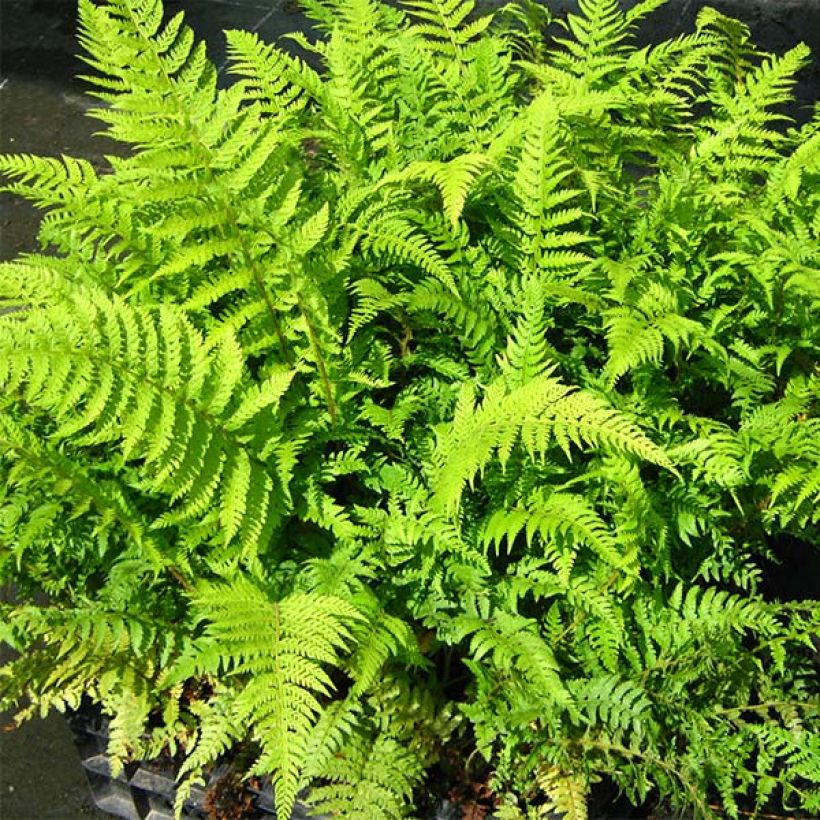 Polystichum setiferum Dahlem (Folhagem)